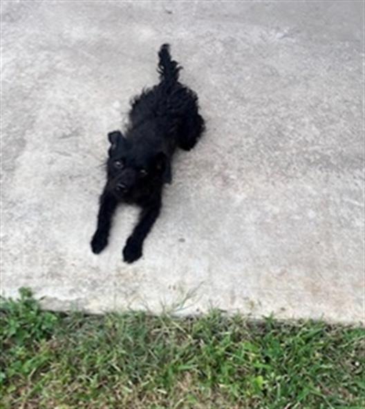 adoptable Dog in San Antonio, TX named BRANDI