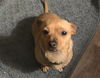 adoptable Dog in  named STANLEY