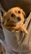 adoptable Dog in  named HONNEY