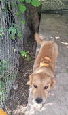 adoptable Dog in  named PERRTIA