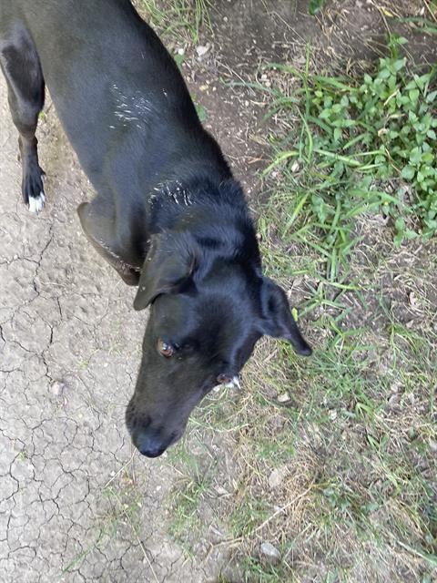 adoptable Dog in San Antonio, TX named MARIANO