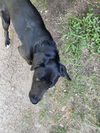 adoptable Dog in  named MARIANO