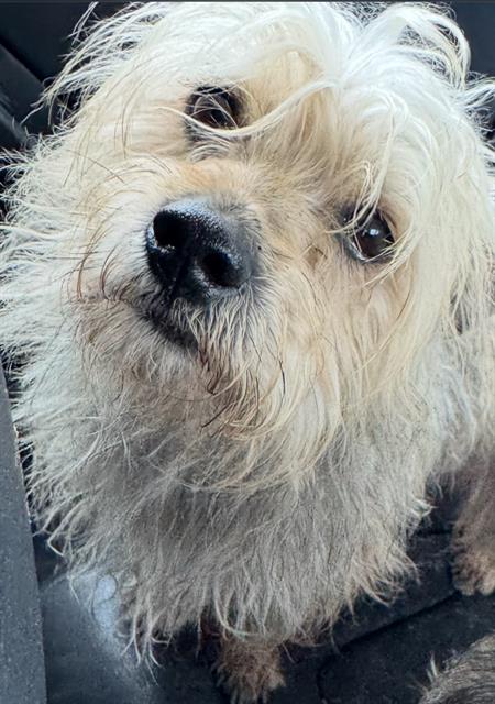 adoptable Dog in San Antonio, TX named PRINCESS