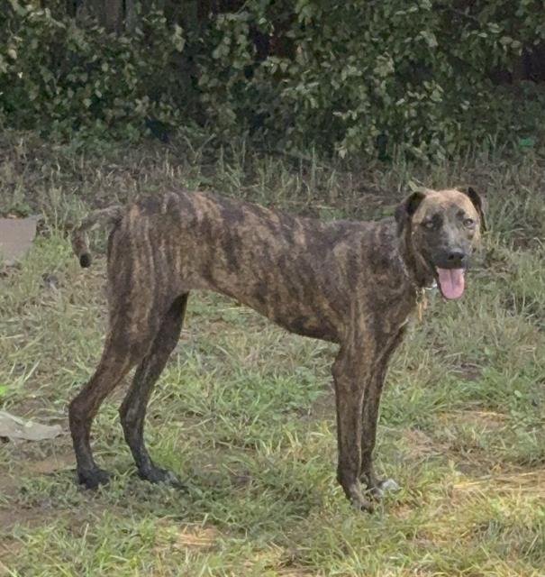 adoptable Dog in San Antonio, TX named RAJAH