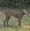adoptable Dog in  named RAJAH