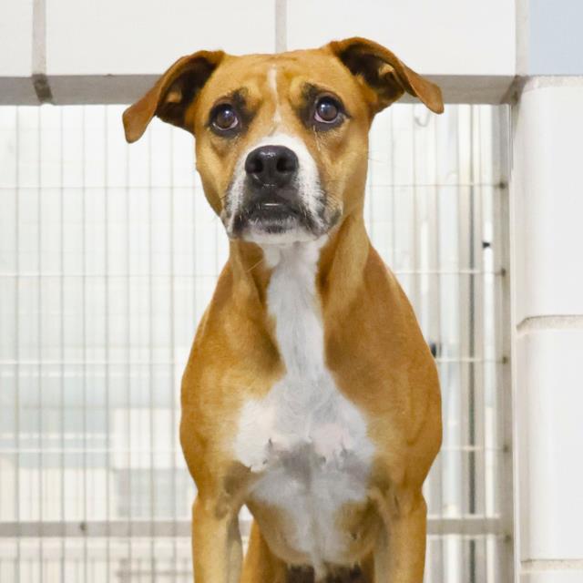 adoptable Dog in San Antonio, TX named STRAWBERRY