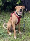 adoptable Dog in  named ZAZU