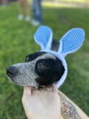 adoptable Dog in  named TILLY