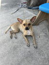 adoptable Dog in  named SADIE