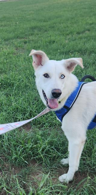 adoptable Dog in San Antonio, TX named LENNY