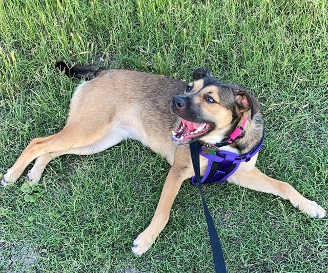 adoptable Dog in San Antonio, TX named LILY