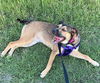 adoptable Dog in  named LILY