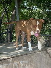 adoptable Dog in  named JUICE