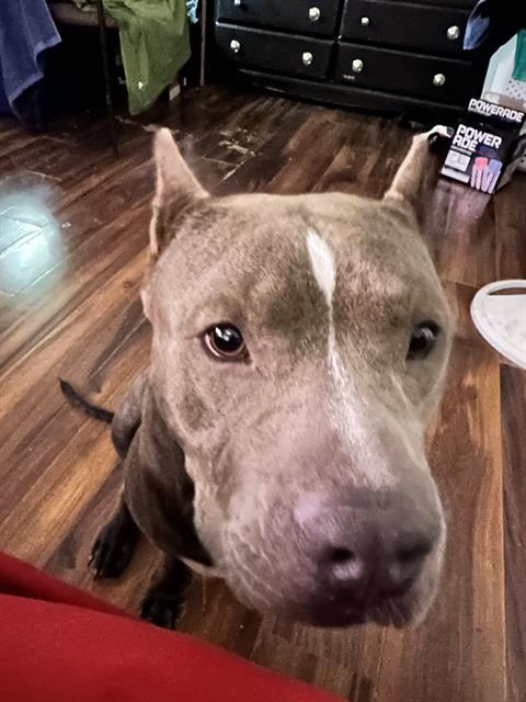 adoptable Dog in San Antonio, TX named GREY