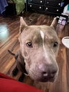 adoptable Dog in  named GREY