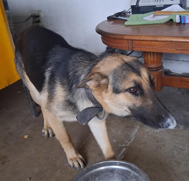 adoptable Dog in San Antonio, TX named SKY