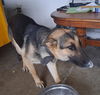 adoptable Dog in  named SKY