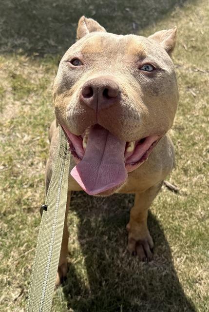 adoptable Dog in San Antonio, TX named DIOR