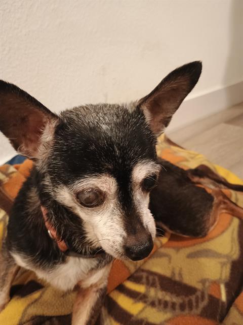 adoptable Dog in San Antonio, TX named CHIKITA