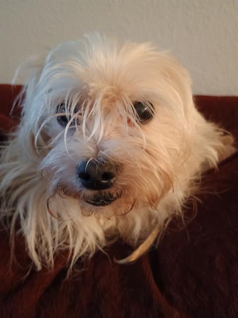 adoptable Dog in San Antonio, TX named BRUNO