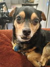 adoptable Dog in  named TOBY