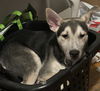 adoptable Dog in  named ONIX