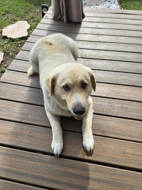 adoptable Dog in San Antonio, TX named BELLA