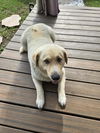 adoptable Dog in  named BELLA