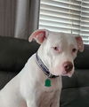 adoptable Dog in  named MISSY