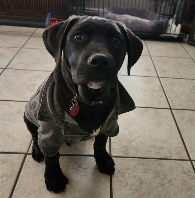 adoptable Dog in San Antonio, TX named JOHNNY