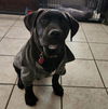 adoptable Dog in  named JOHNNY