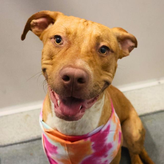 adoptable Dog in San Antonio, TX named LUKE