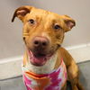 adoptable Dog in  named LUKE