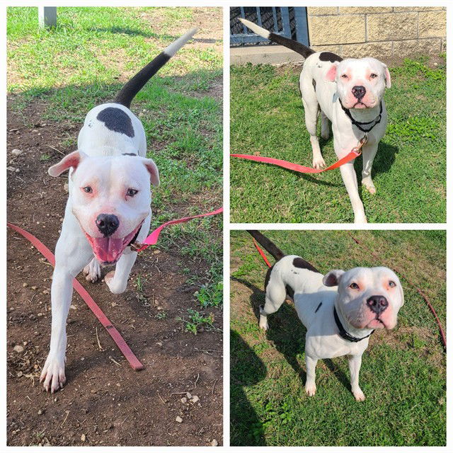 adoptable Dog in San Antonio, TX named BONITA
