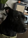 adoptable Dog in  named PUPPY
