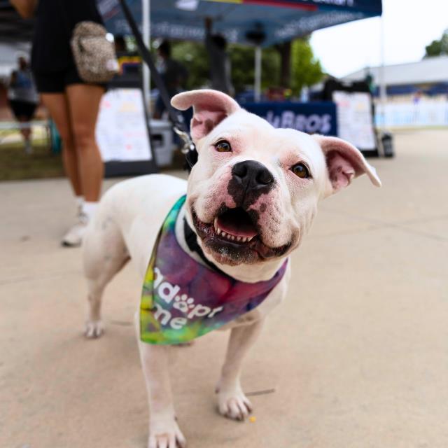 adoptable Dog in San Antonio, TX named BUNNY