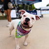 adoptable Dog in  named BUNNY