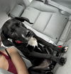 adoptable Dog in  named TOM