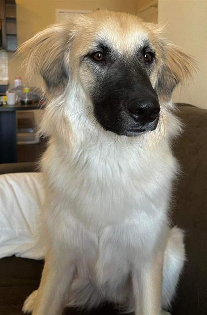 adoptable Dog in San Antonio, TX named RILEY