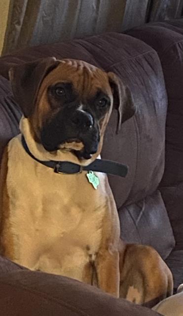 adoptable Dog in San Antonio, TX named BUSTER
