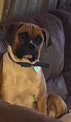 adoptable Dog in  named BUSTER