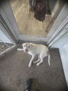 adoptable Dog in  named LOLA