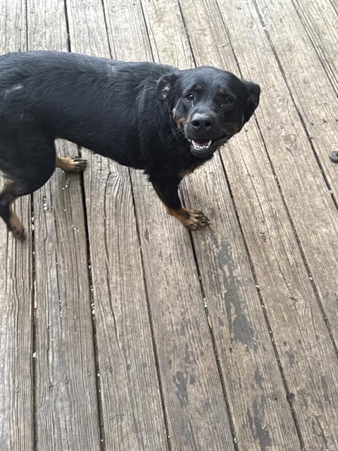 adoptable Dog in San Antonio, TX named A759344