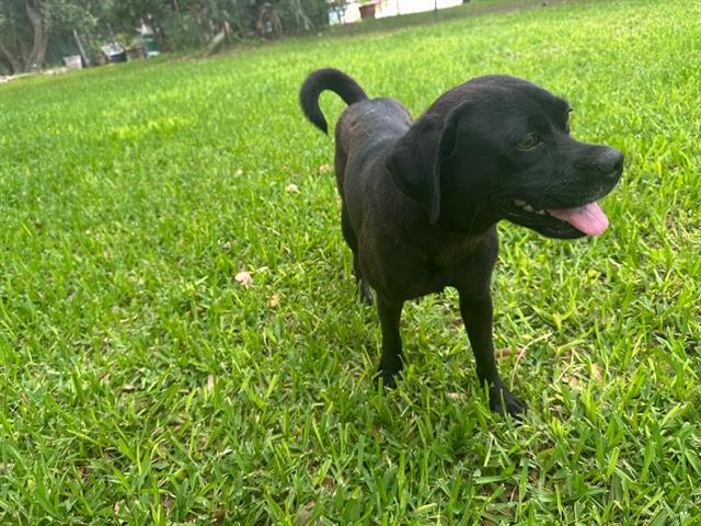 adoptable Dog in San Antonio, TX named NEGRA