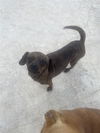 adoptable Dog in  named COOKIE