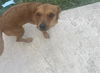 adoptable Dog in  named BABY CHACHO