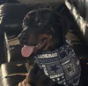 adoptable Dog in  named ZEUS