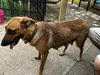 adoptable Dog in  named CANELA