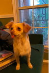 adoptable Dog in  named A759441