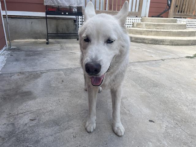 adoptable Dog in San Antonio, TX named BRODY